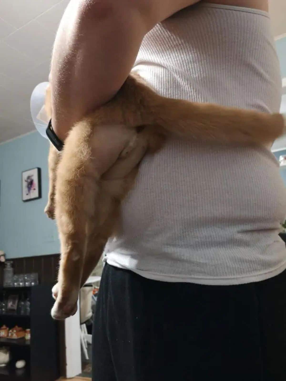 orange cat being held by someone and the cat has the butt shaved