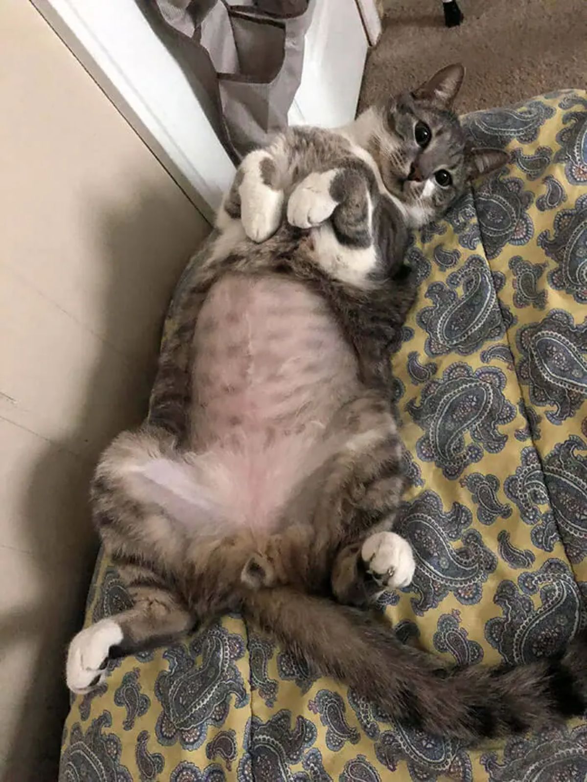 grey and white tabby cat laying belly up with the stomach shaved
