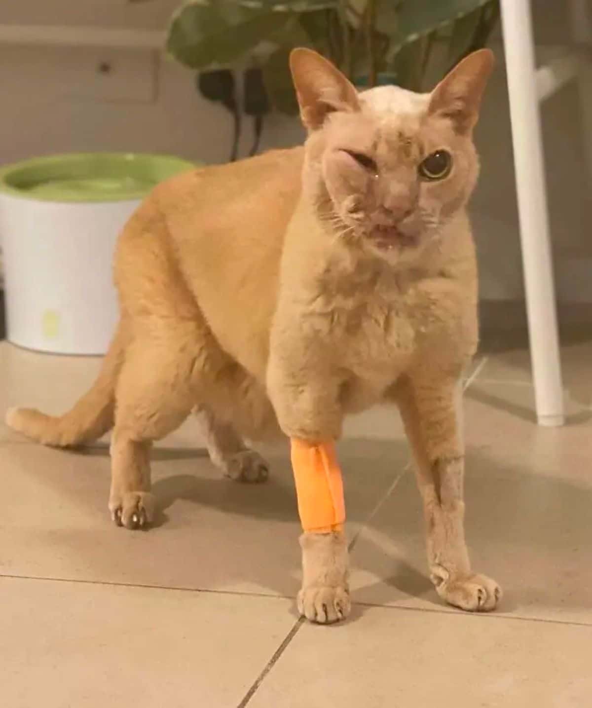 orange cat standing with orange bandage on the front right leg and parts of the front legs shaved