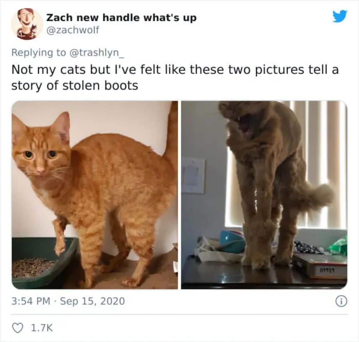 tweet with 2 photos of an orange cat and grey cat with their legs shaved