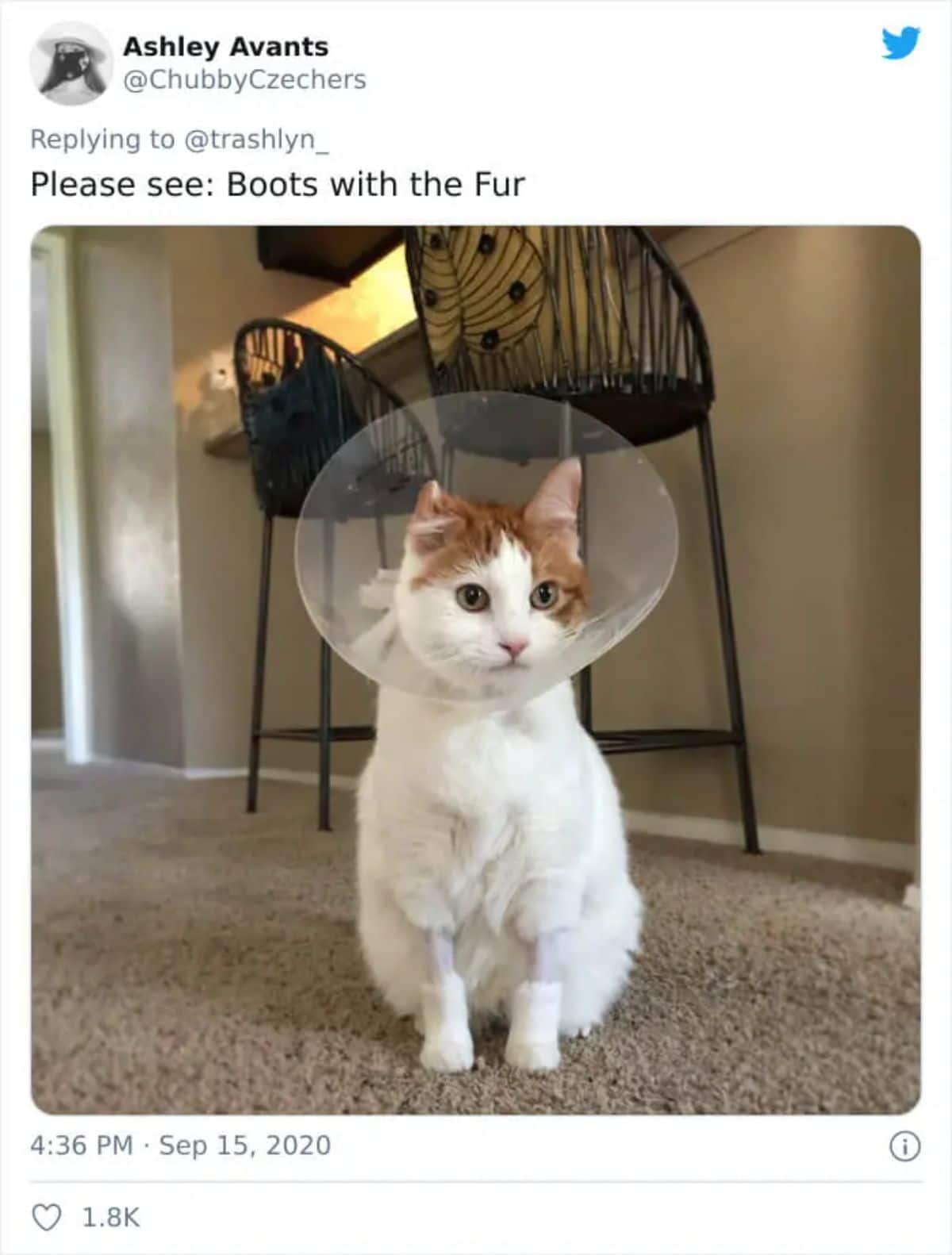tweet with a photo of a white and orange cat wearing an elizabethan cone with the middle part of the front legs shaved