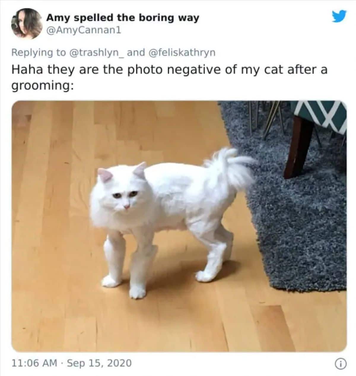 tweet with a photo of a white cat standing on a wooden floor with the top part of the legs shaved