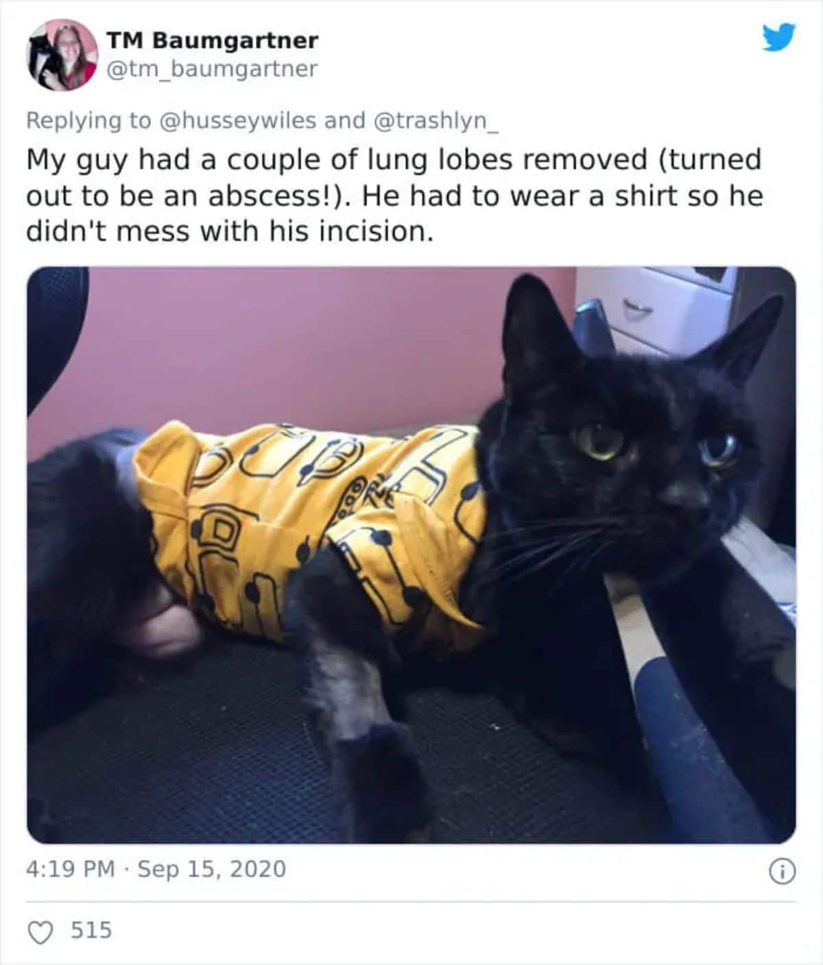 tweet with a photo of a black cat wearing a yellow and black shirt with the top half of the front right leg shaved