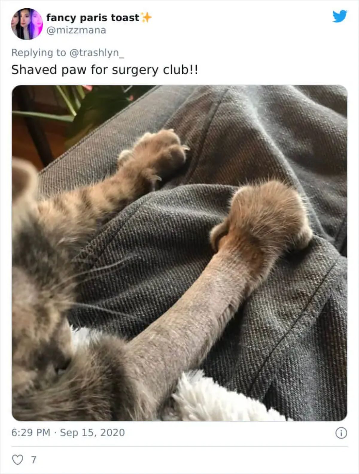 tweet with a photo of a brown tabby cat with the right fron leg shaved except for the paw