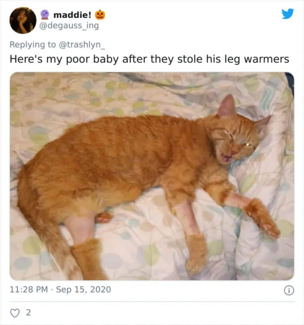 tweet of a photo of an orange cat laying on a white patterned bed with the top half of the legs shaved