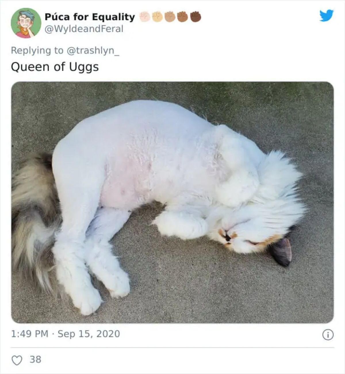 tweet with a photo of white and orange cat laying on grey carpet sideways with the body shaved
