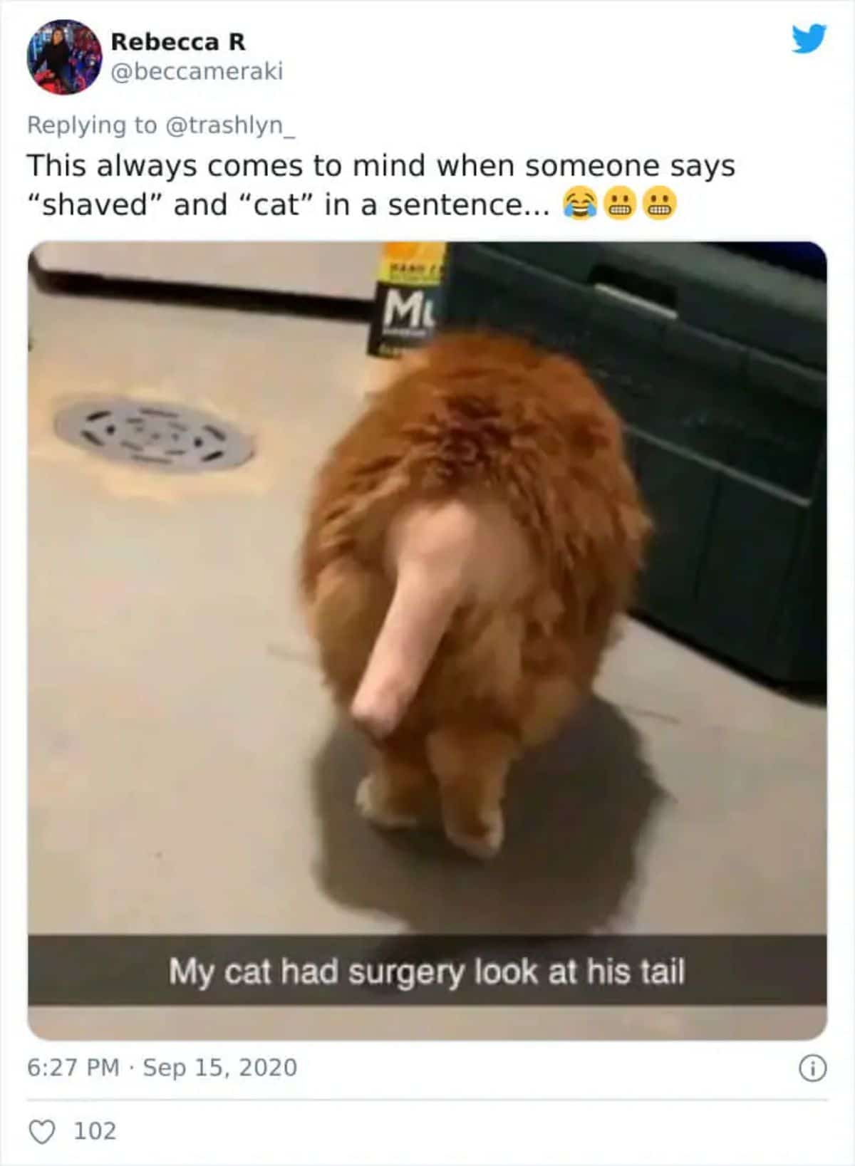 tweet with a photo of the back of an orange cat with the tail shaved