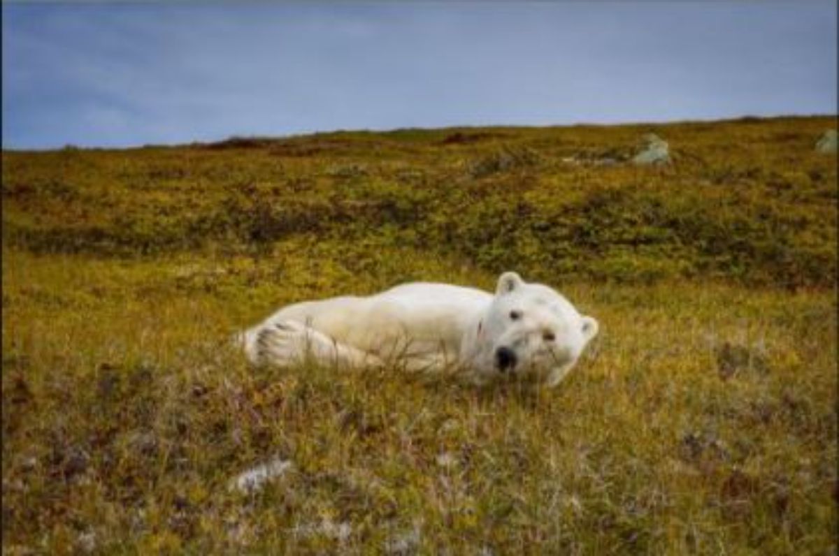 polar bear laying in grass in a field