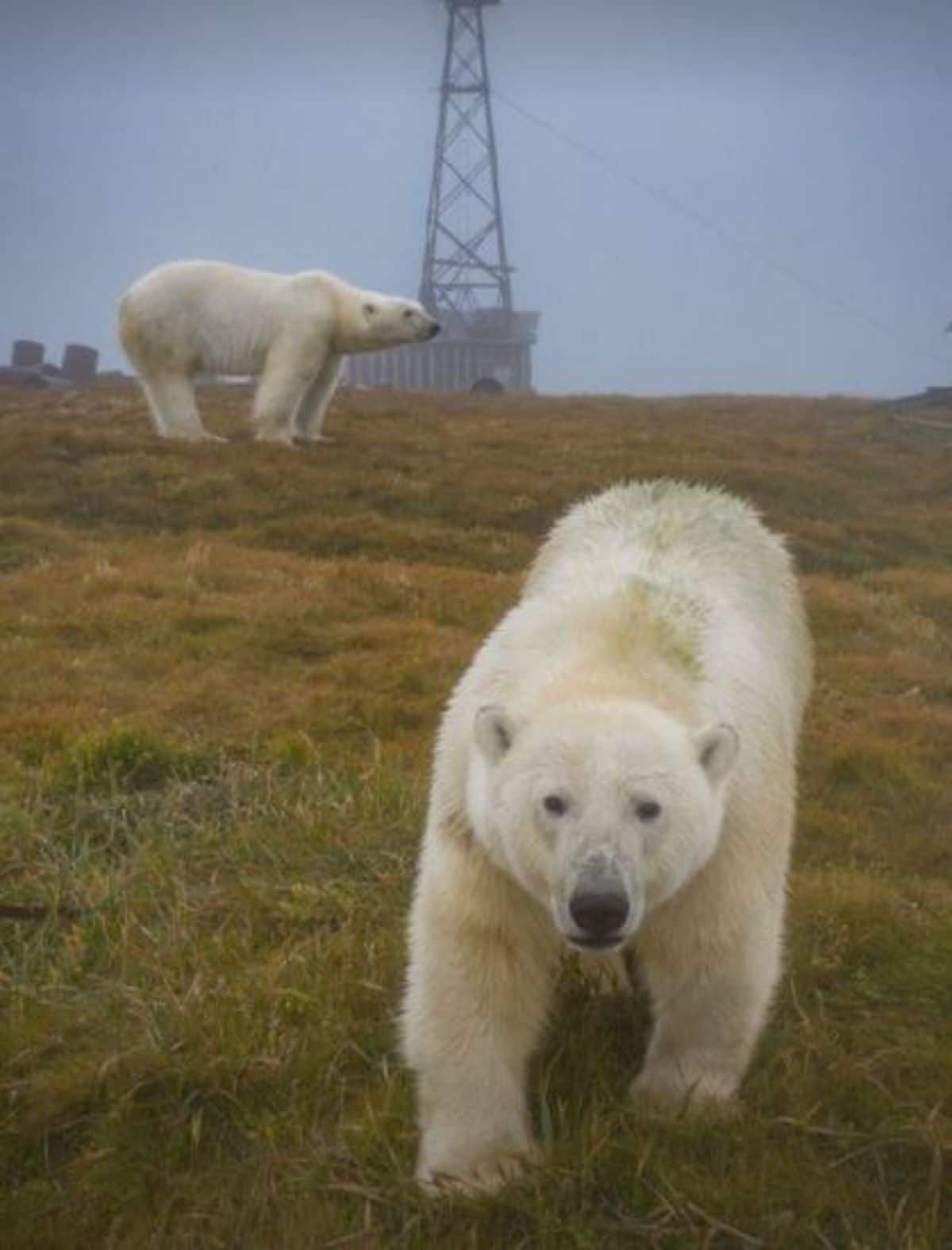 2 polar bears standing in a field