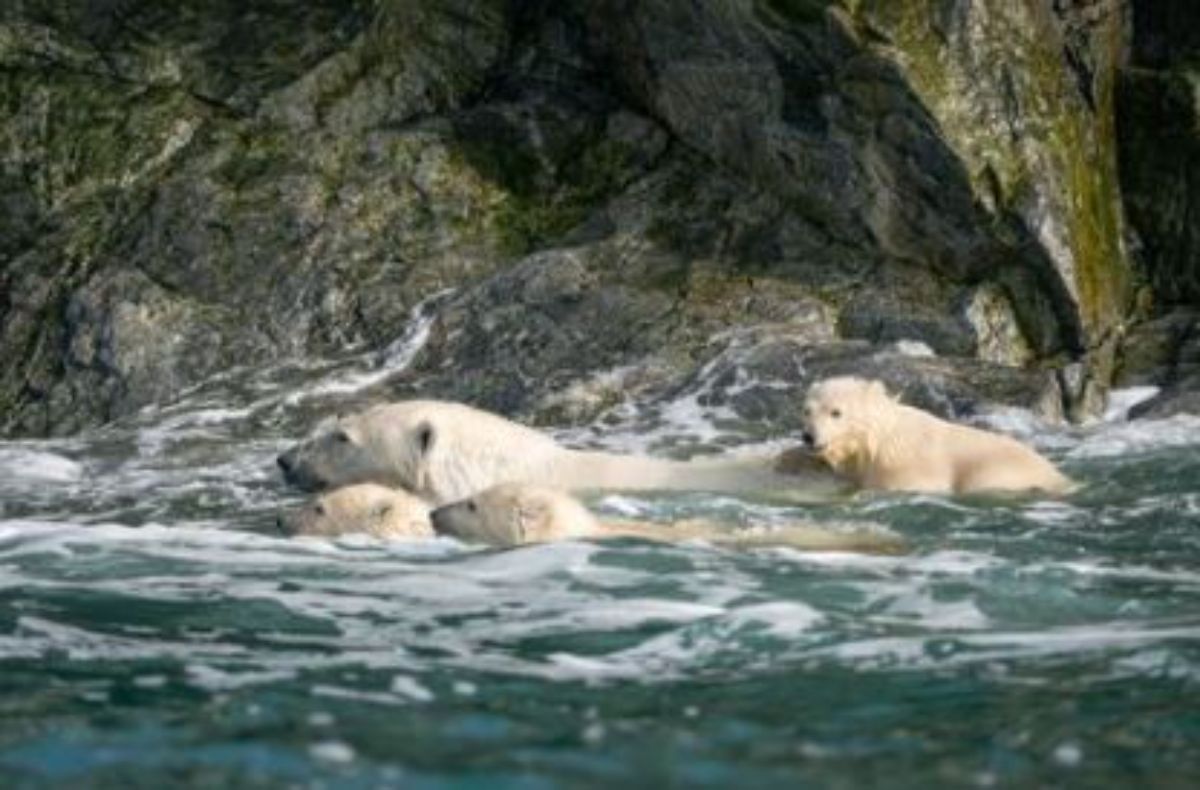 mother polar bear with 3 polar cubs swimming