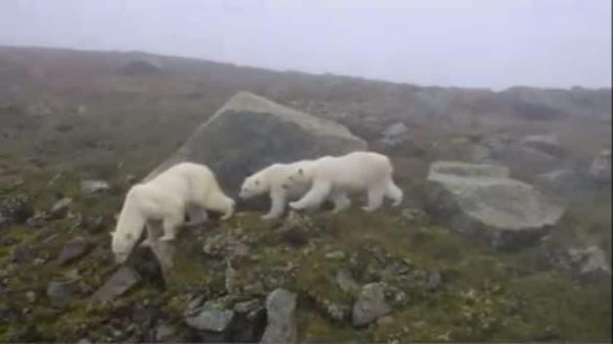 3 polar bears walking on rocks