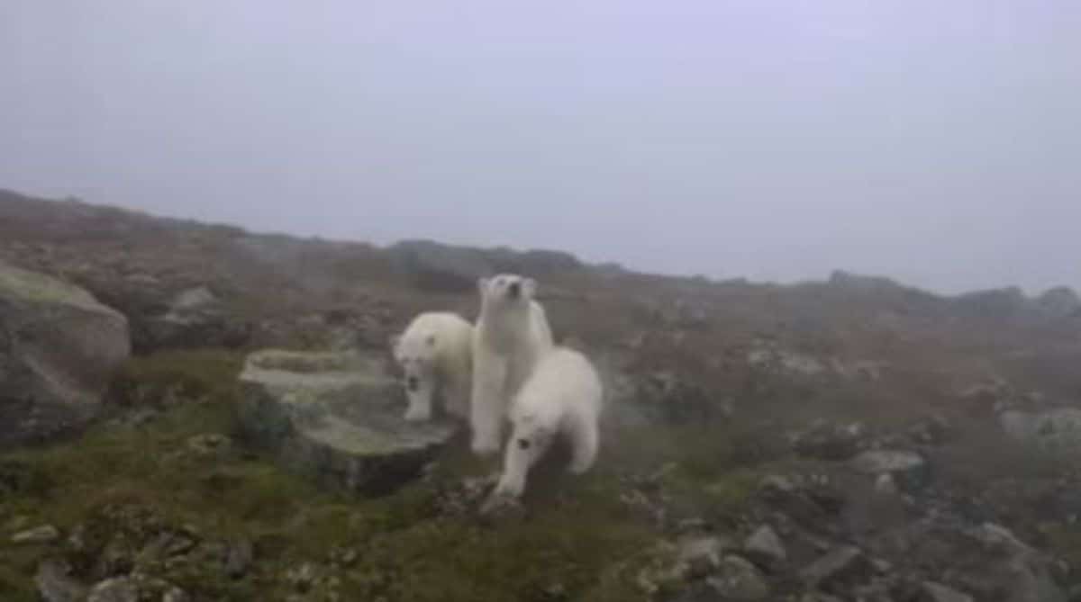 3 polar bears standing on rocks