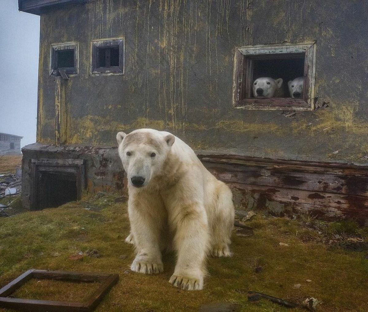 polar bear standing outside a house with 2 others looking out of a window