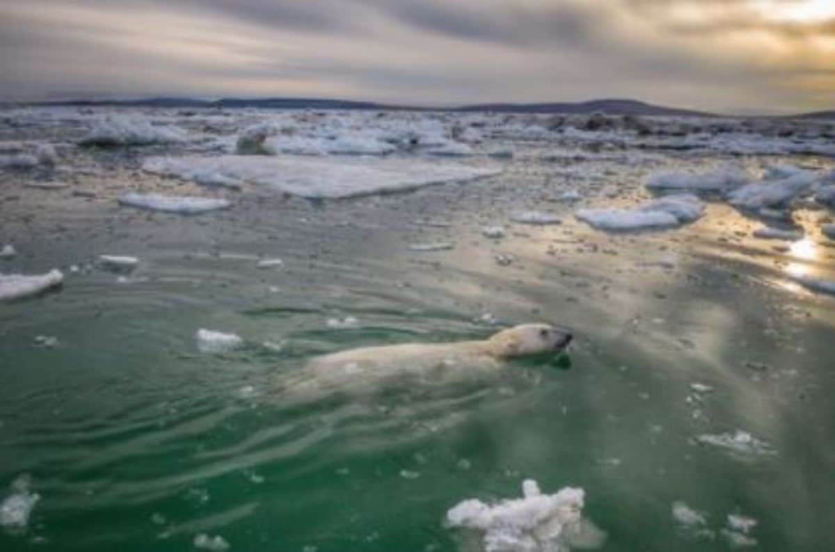 polar bear swimming amid ice