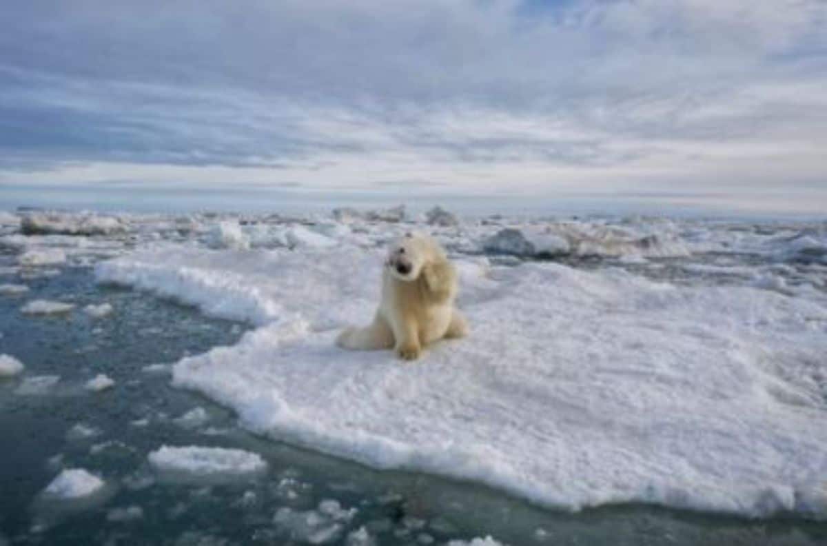 polar bear sitting on ice