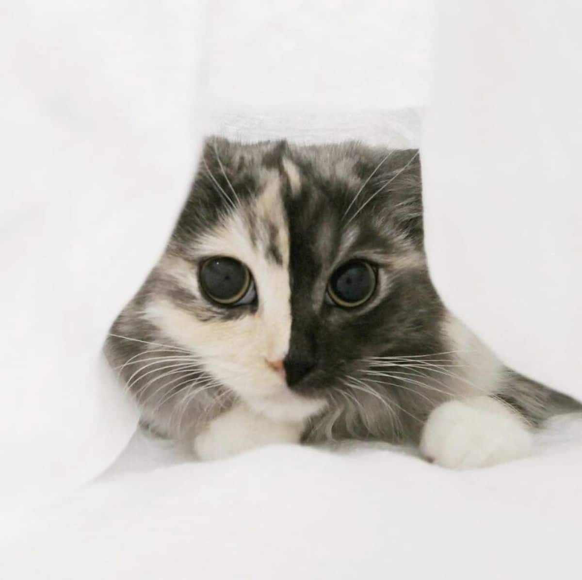 fluffy cat with right side of face being grey and left side being black peeking from under a white blanket
