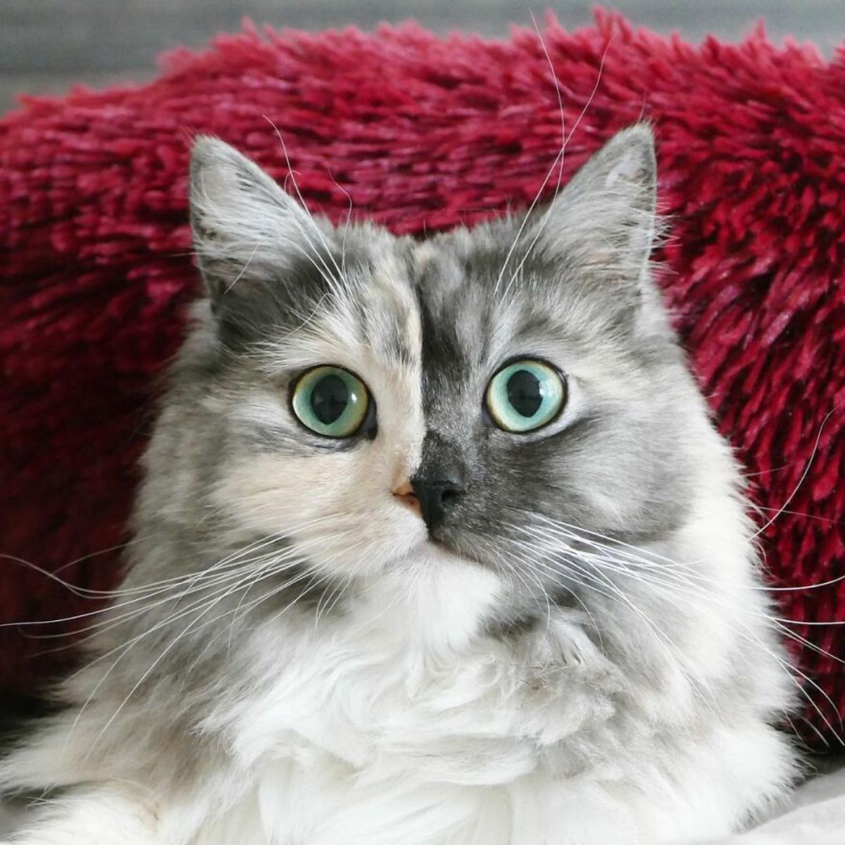 close up of fluffy cat with right side of face being grey and left side being black with a red blanket behind her