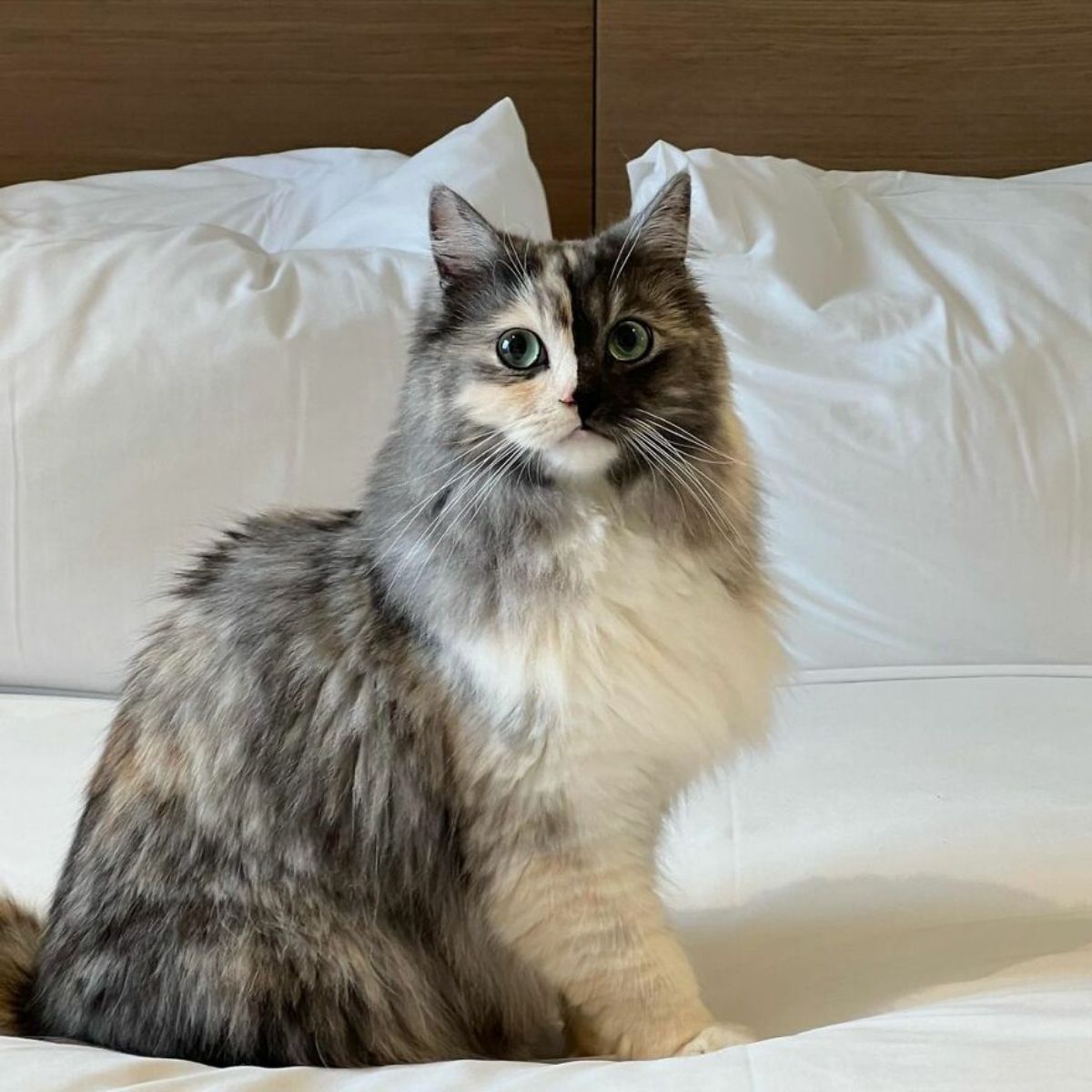 fluffy cat with right side of face being grey and left side being black sitting on a white bed