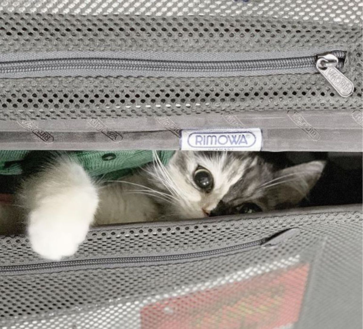 fluffy kitten with right side of face being grey and left side being black peeking from inside a grey suitcase