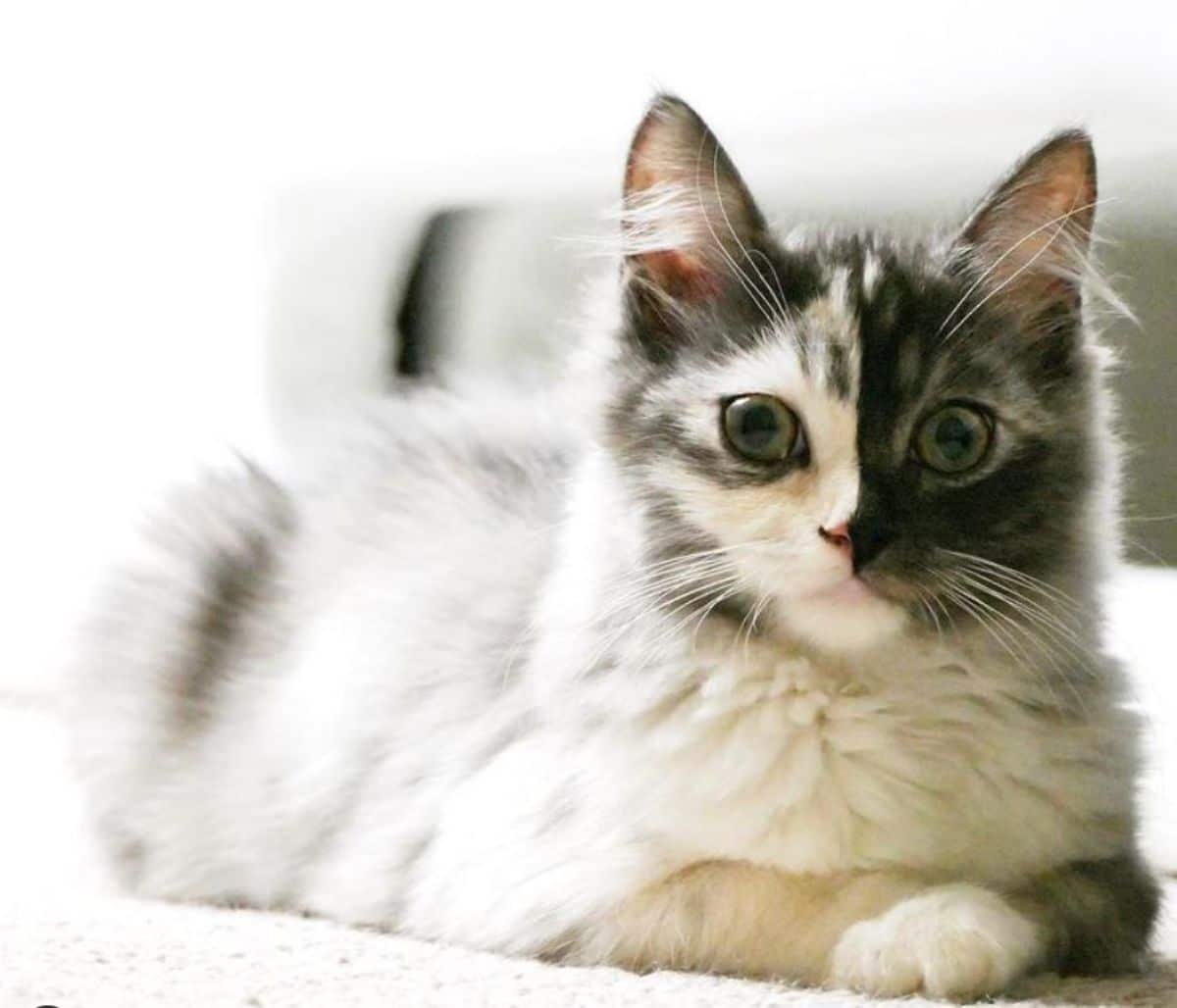 fluffy kitten with right side of face being grey and left side being black laying on white carpet