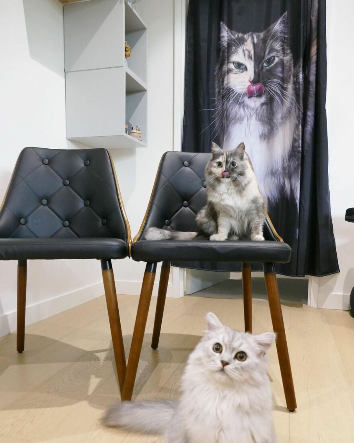 fluffy cat with right side of face being grey and left side being black on a black chair with a curtain of her behind her and a white and grey fluffy cat on the floor
