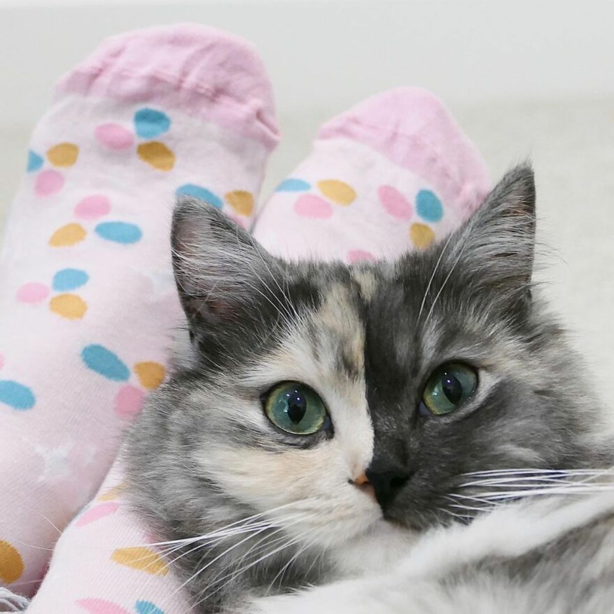 fluffy cat with right side of face being grey and left side being black leaning against someone's feet in pink socks