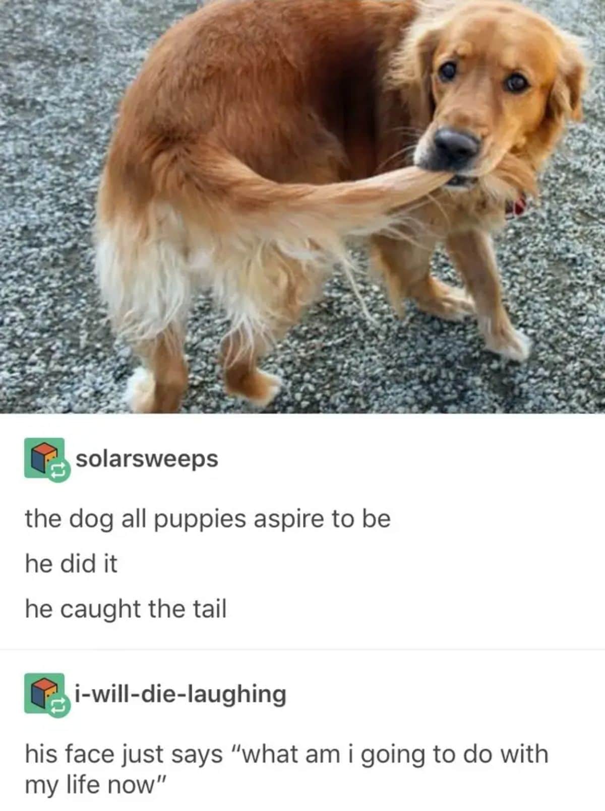 golden retriever holding its own tail with caption saying he caught the tail and doesn't know what to with his life now