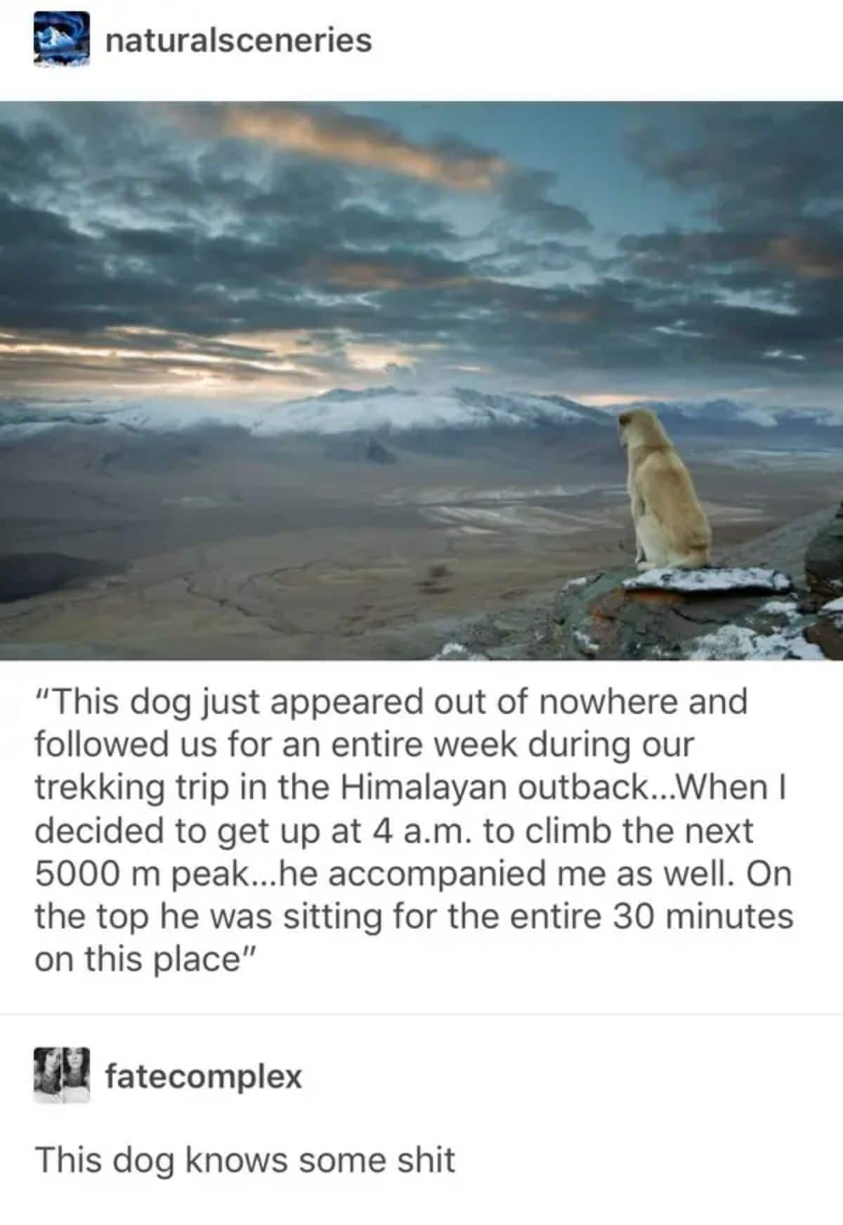 brown dog sitting on cliff enjoying the view with caption saying the dog followed them on the Himalayan outback