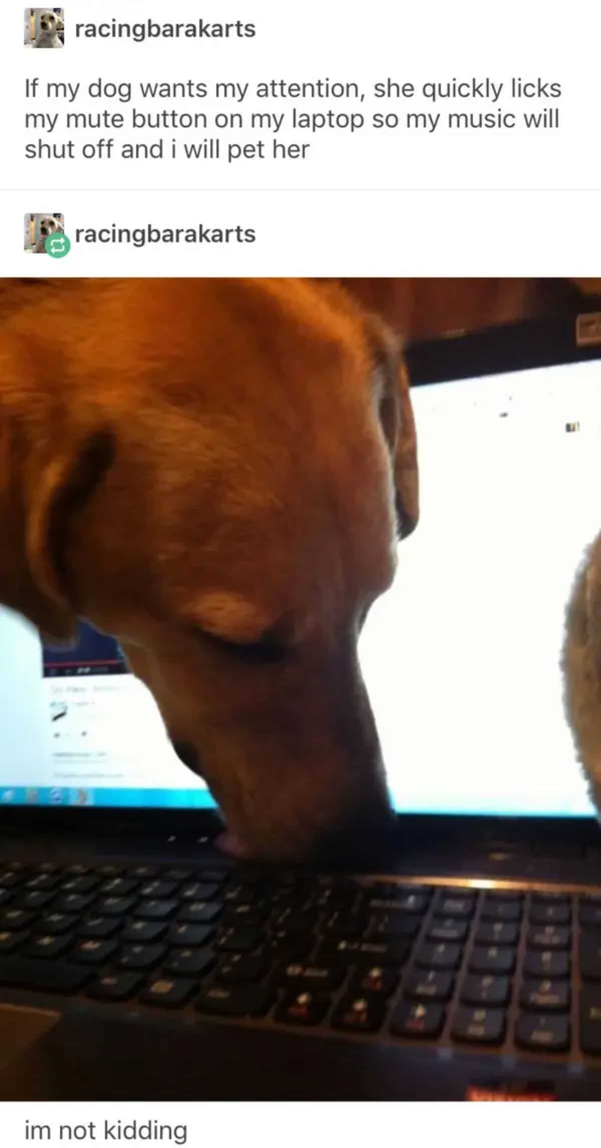 brown dog licking a keyboard with caption saying the dog licks the mute button on keyboard when she wants attention