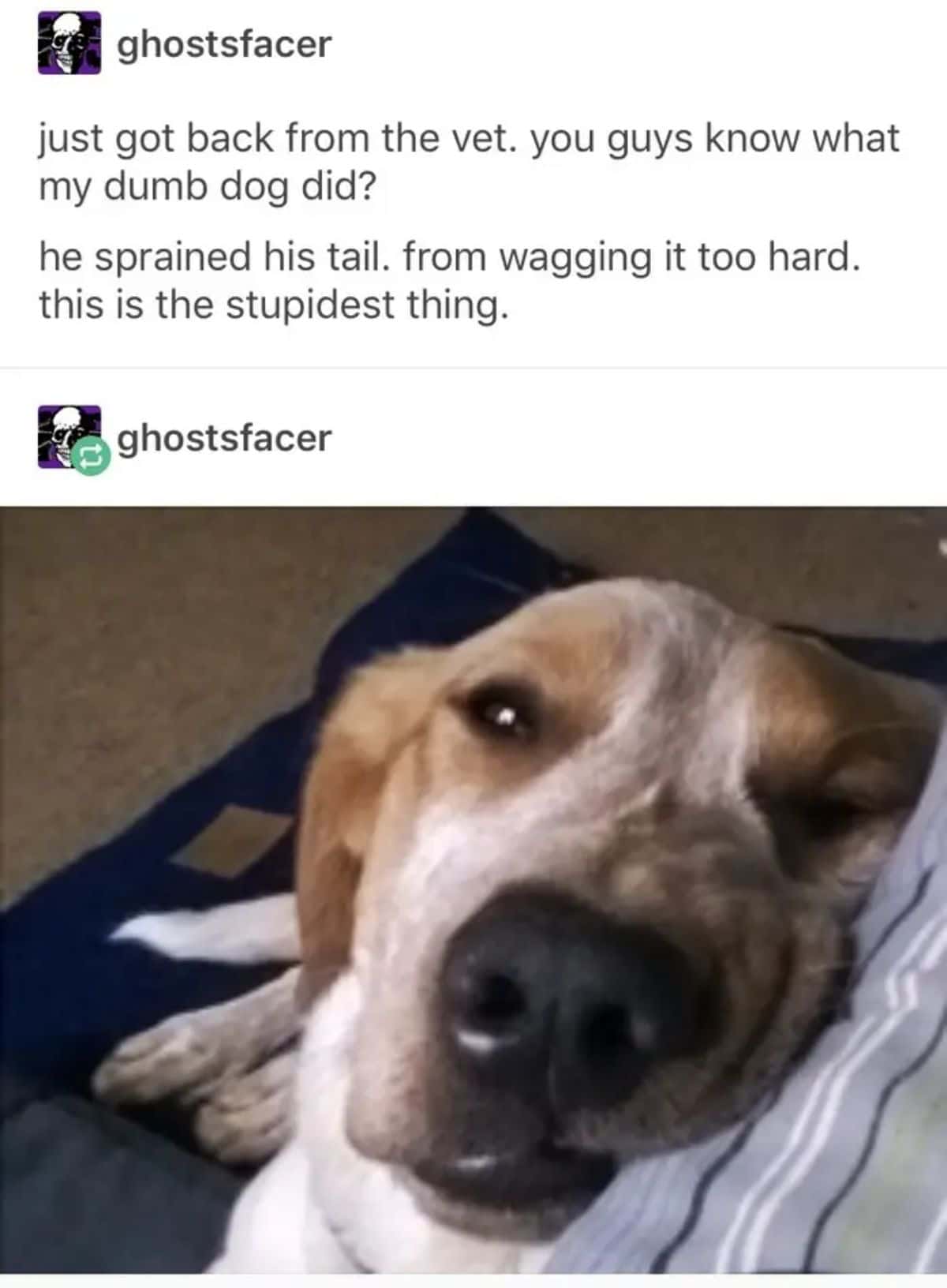 brown and white dog laying head on a bed while on the floor with caption saying the dog sprained the tail from wagging too hard
