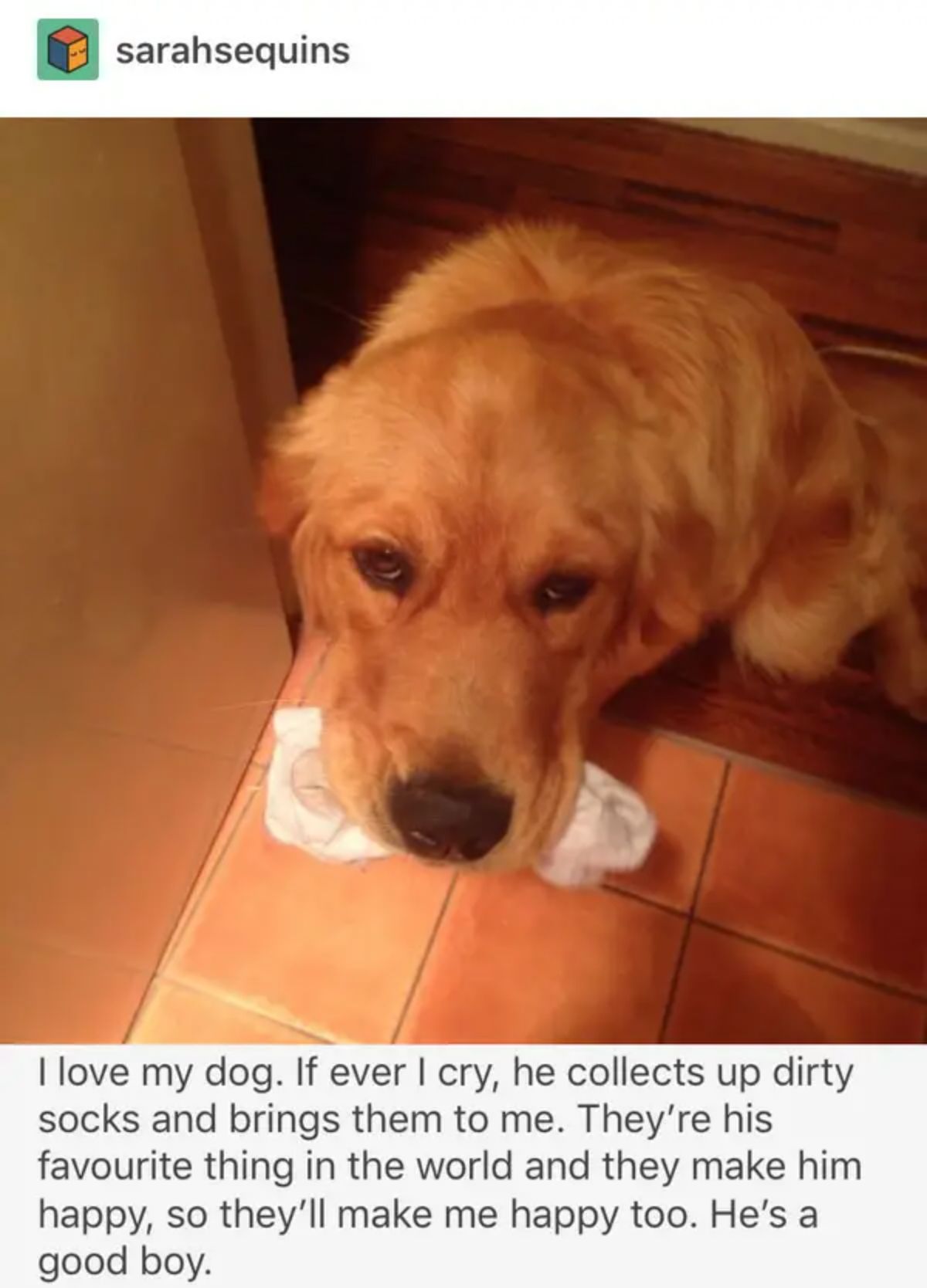 golden retriever holding white socks on the floor with caption saying he brings dirty socks to the owner when they are crying