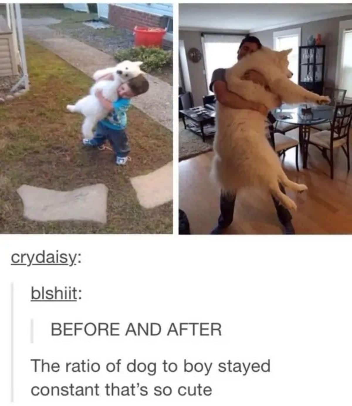 1 photo of fluffy white puppy being held by a boy and 1 photo of a man holding the same fluffy dog