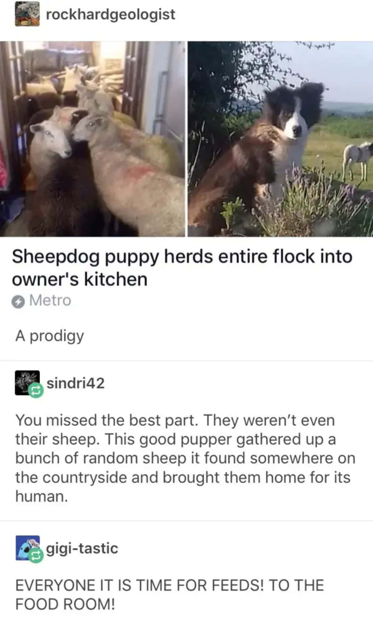 2 photos of sheep in a kitchen and a brown and white sheepdog puppy with caption saying the puppy herded random sheep into their kitchen