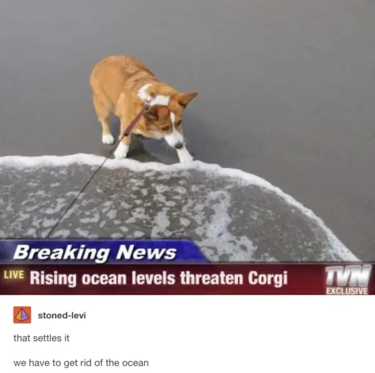 breaking news image of brown and white corgi at the ebach with water coming to it with caption saying rising ocean levels threaten Corgi