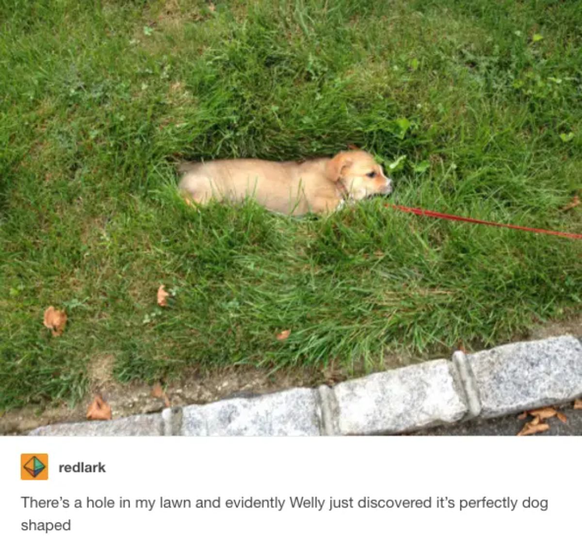 golden retriever puppy in a hole in the grass with caption saying the puppy has discovered the hole is perfectly dog-shaped