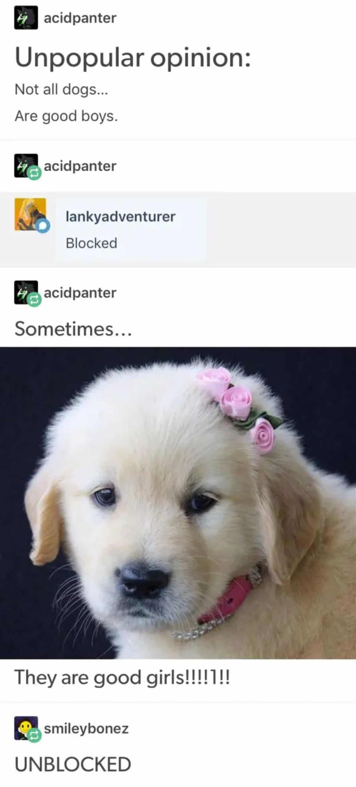 tumblr post of someone saying not all dogs are good boys and sometimes they are good girls with a golden retriever puppy with pink roses on the head