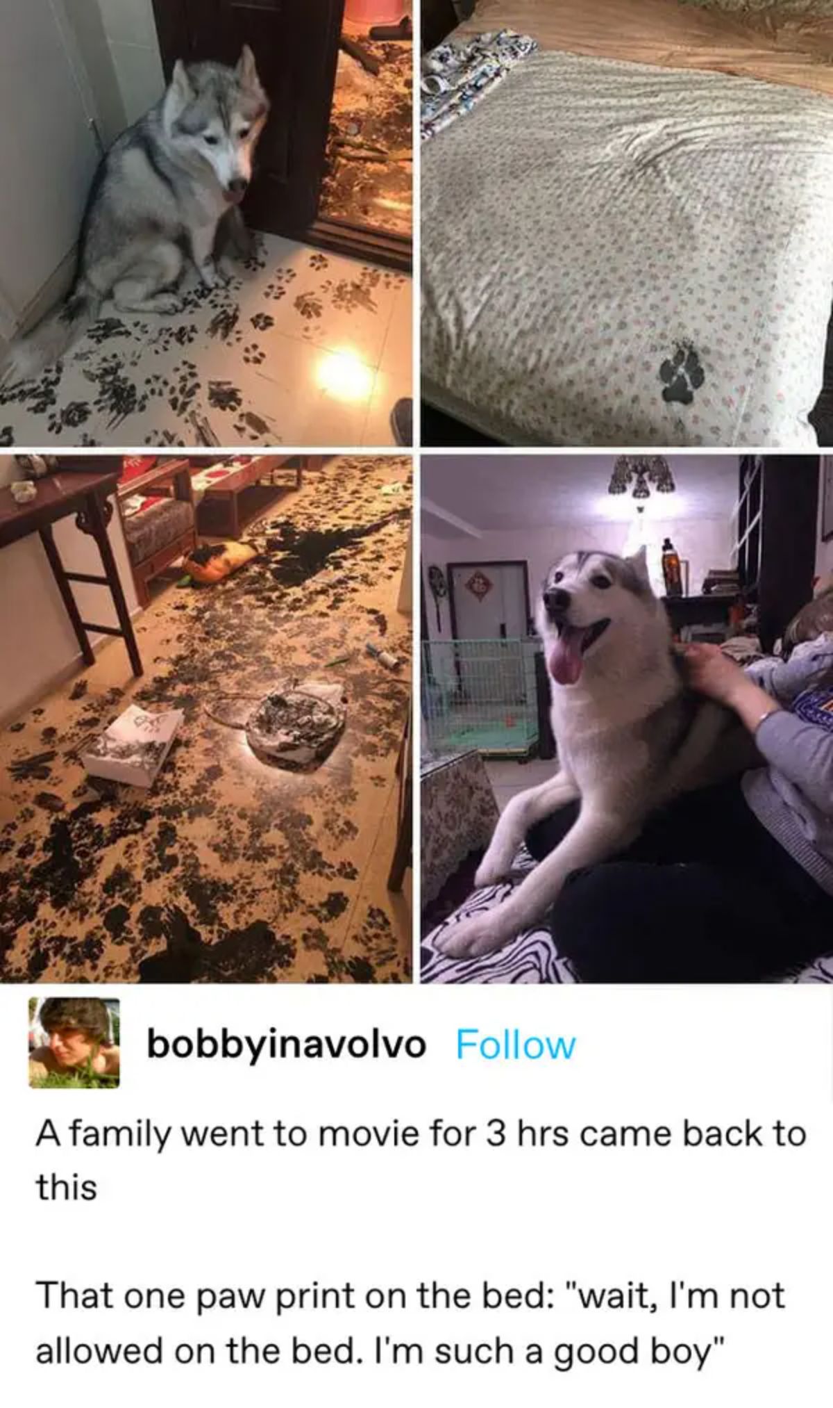4 photos of a black and white husky who has walked around with black paint on the floor everywhere