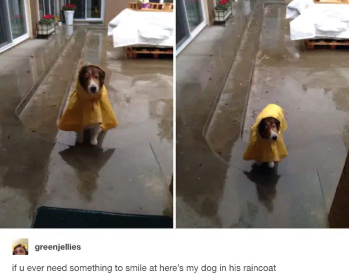 2 photos of a brown and white dog in a yellow raincoat standing outside