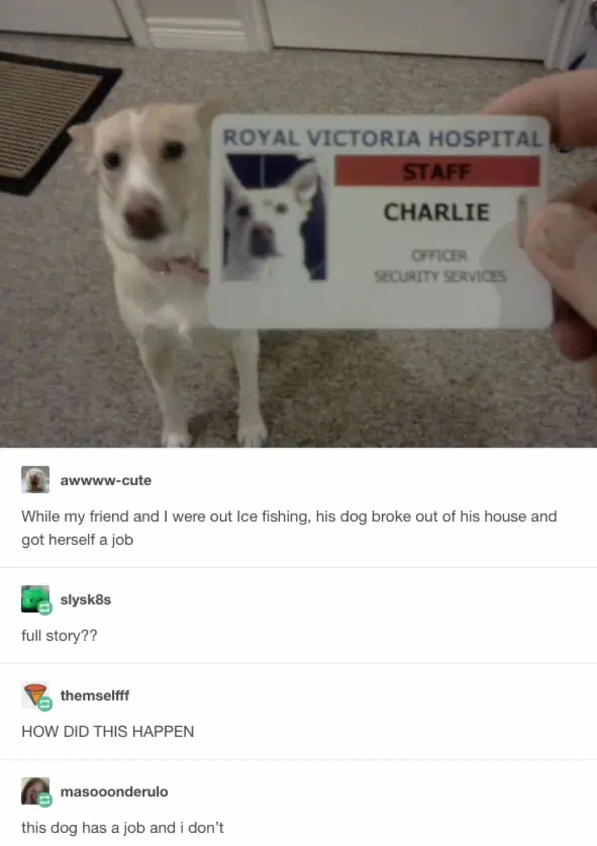 brown and white dog sitting on floor with someone holding up a Royal Victoria Hospital Staff ID for the dog Charlie