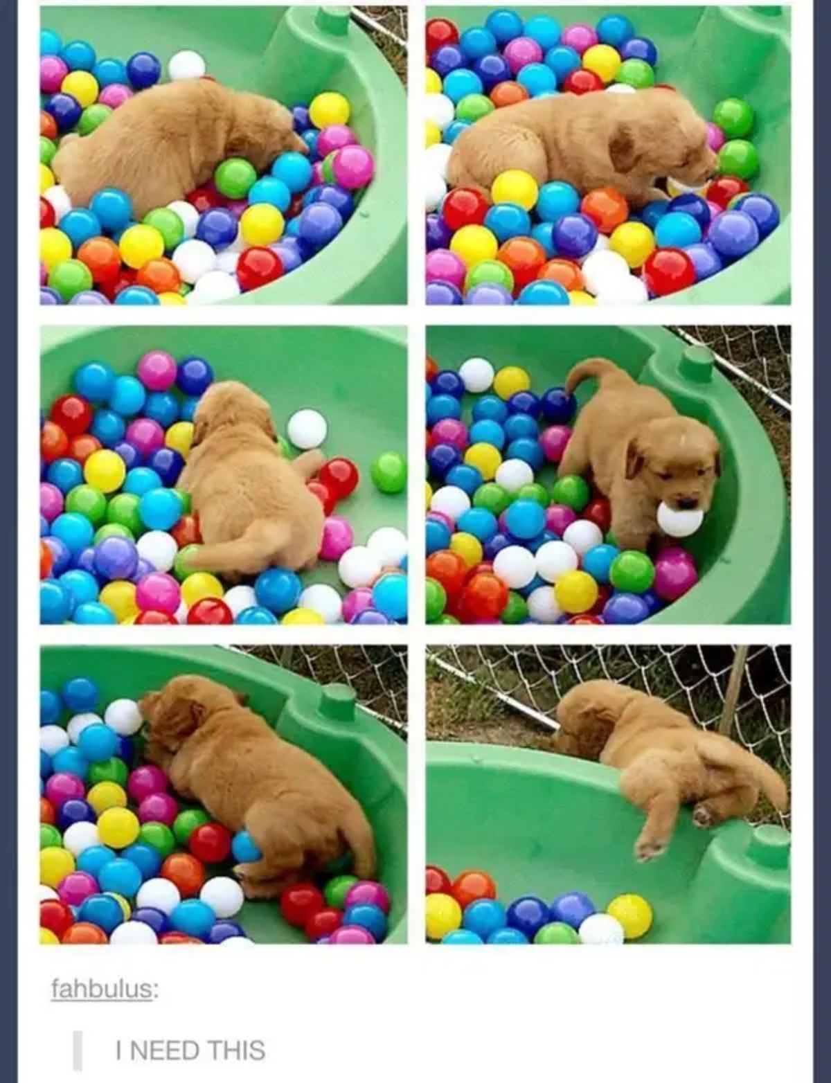 6 photos of a golden retriever puppy in a green ball pit playing with balls