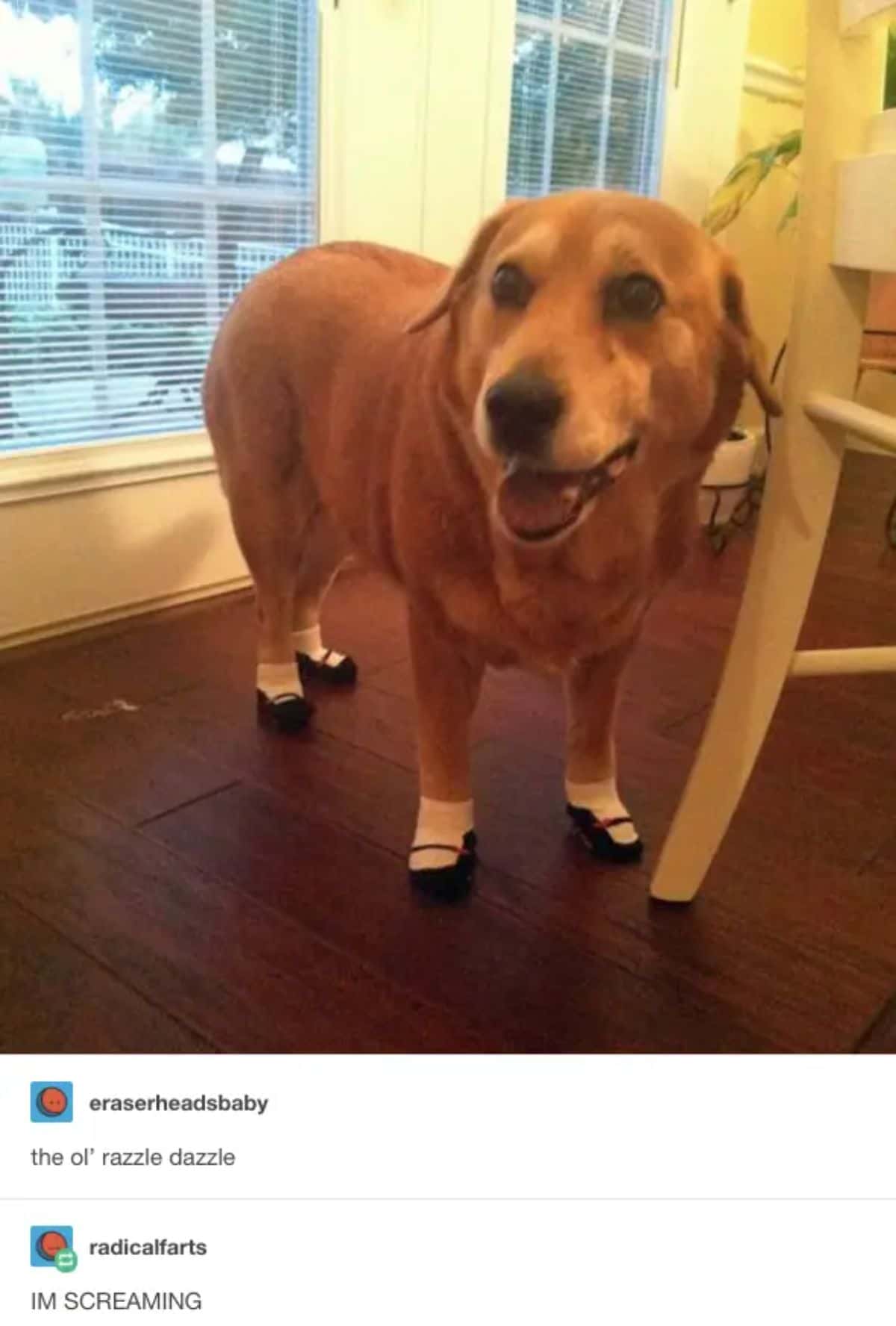 brown dog standing with black and white mary jane shoe socks
