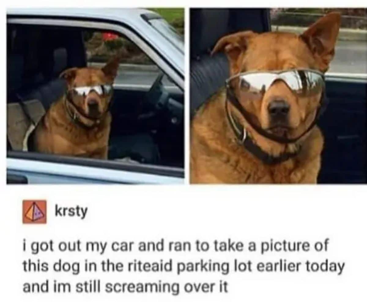 2 photos of a brown dog with silver sunglasses sitting in a passenger seat of a vehicle