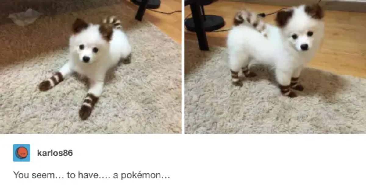 white fluffy puppy with brown markings like a raccoon with caption saying they seem to have a pokemon