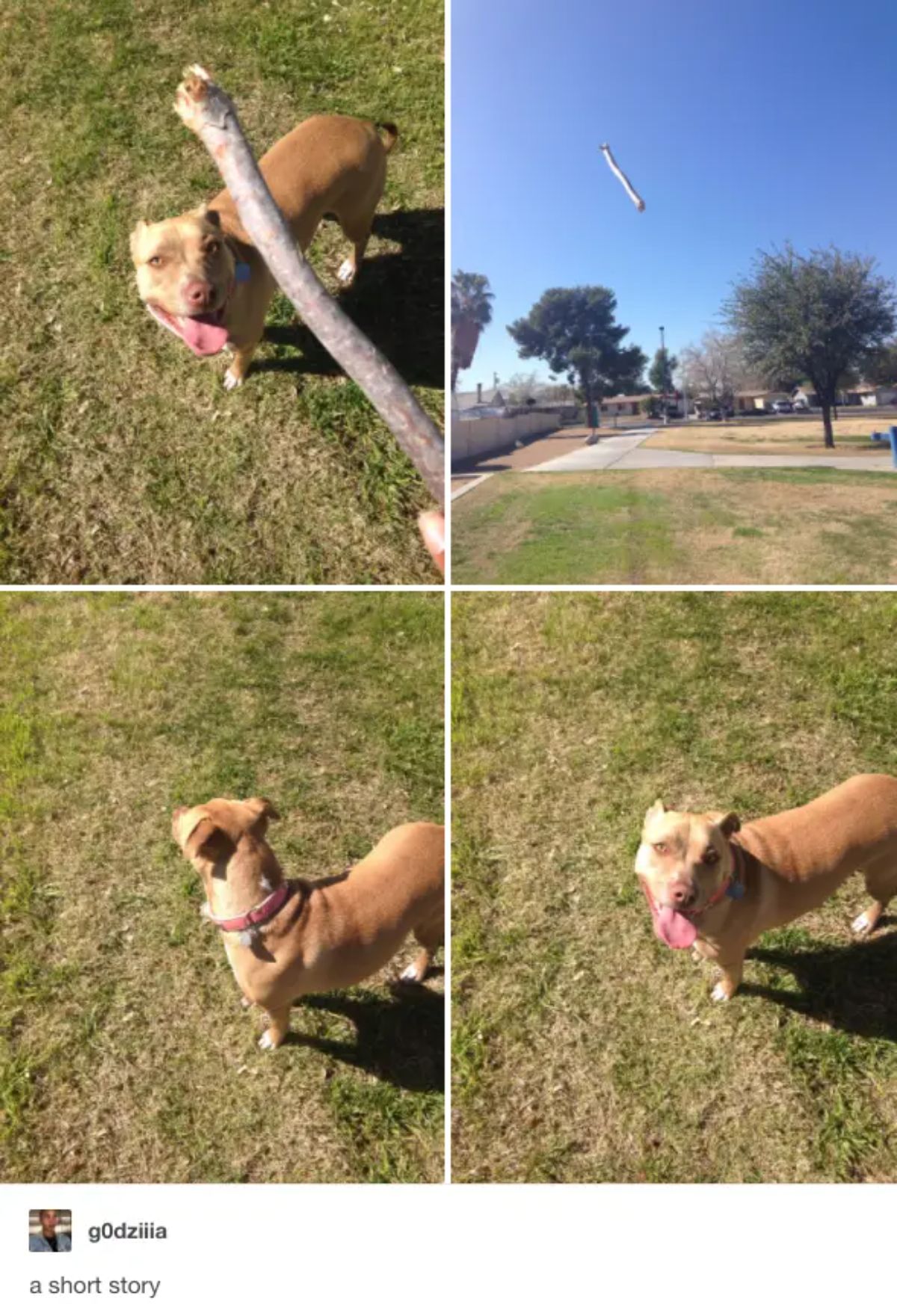 4 photos of a stick being thrown for a brown pitbull and the dog hasn't run to get it