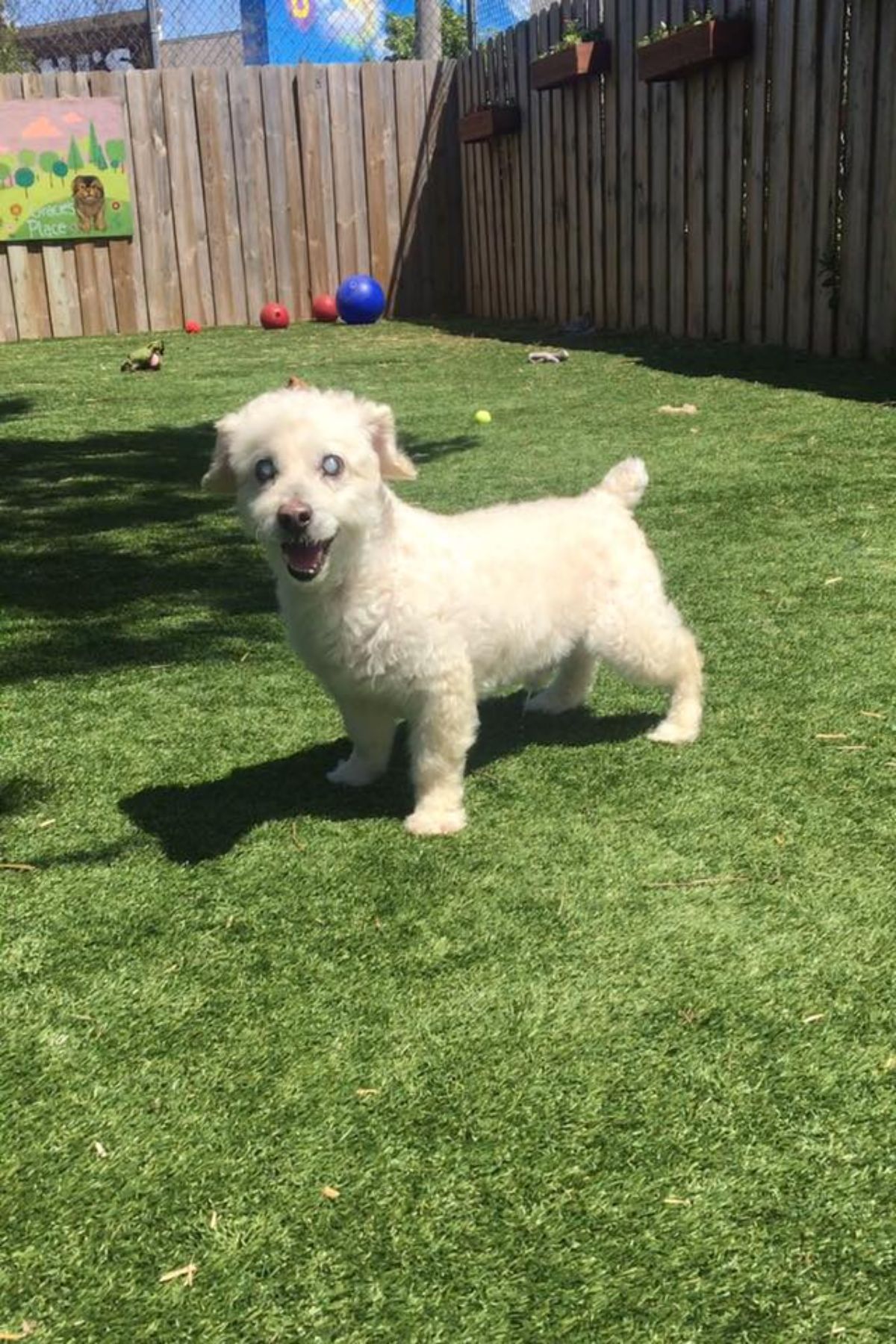 small white fluffy blind dog standing on grass with mouth open