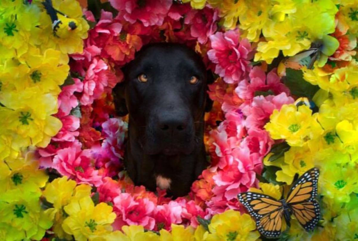 black dog wearing an elizabethan cone with pink and yellow flowers and orange and black butterflies