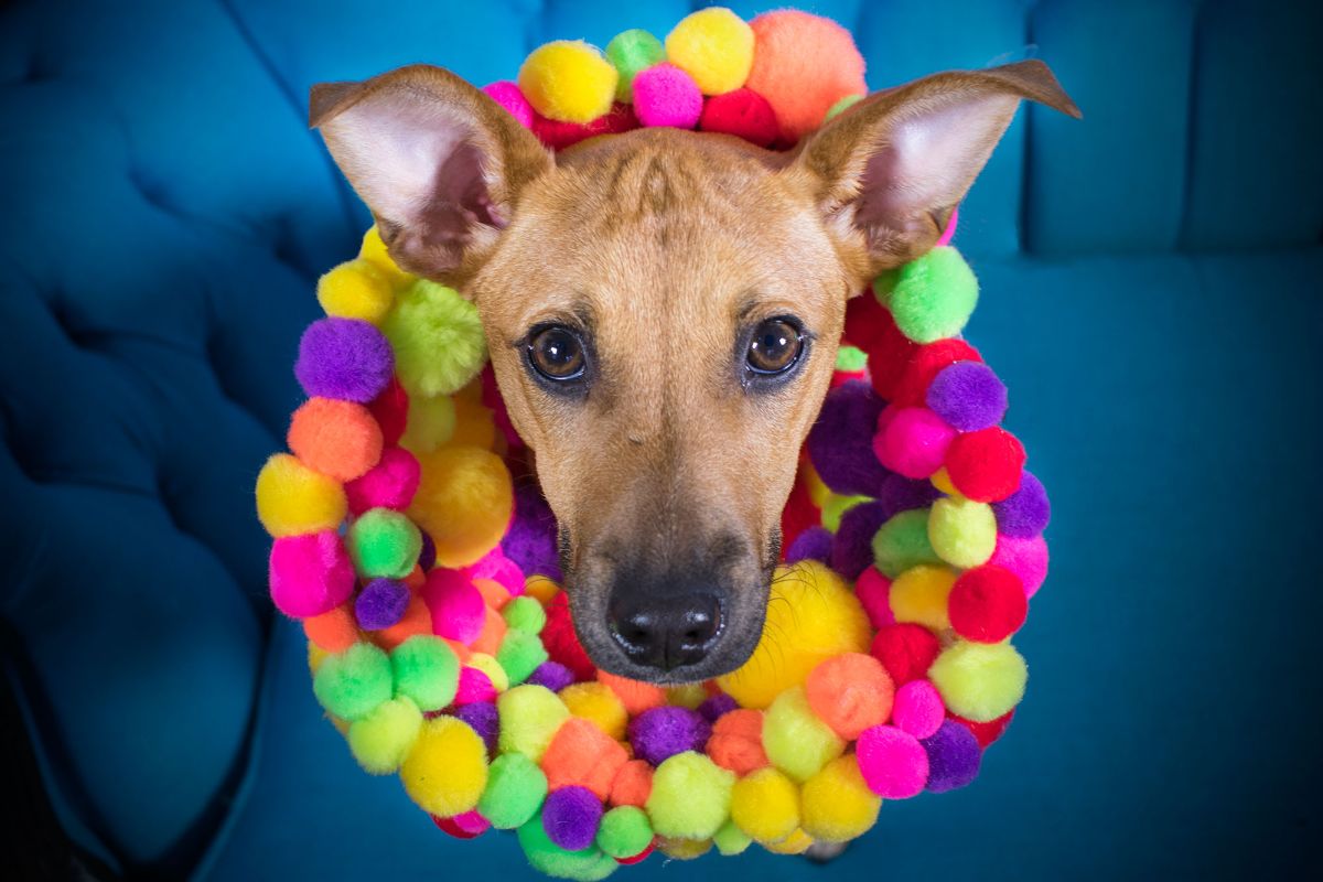 brown dog on a blue and black chair wearing an elizabethan cone with colourful pom poms on the inside