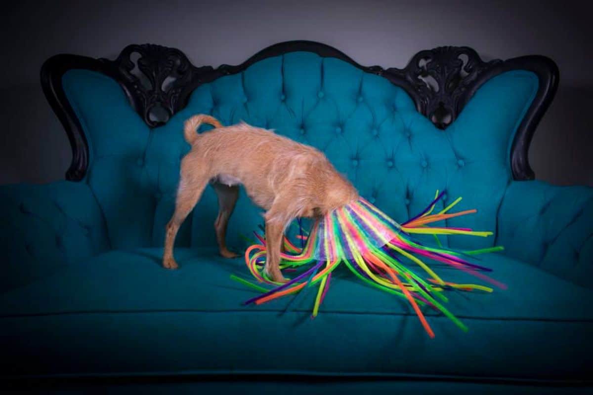 brown dog on blue and black chair looking down while wearing an elizabethan cone with colourful streamers hanging out from the inside