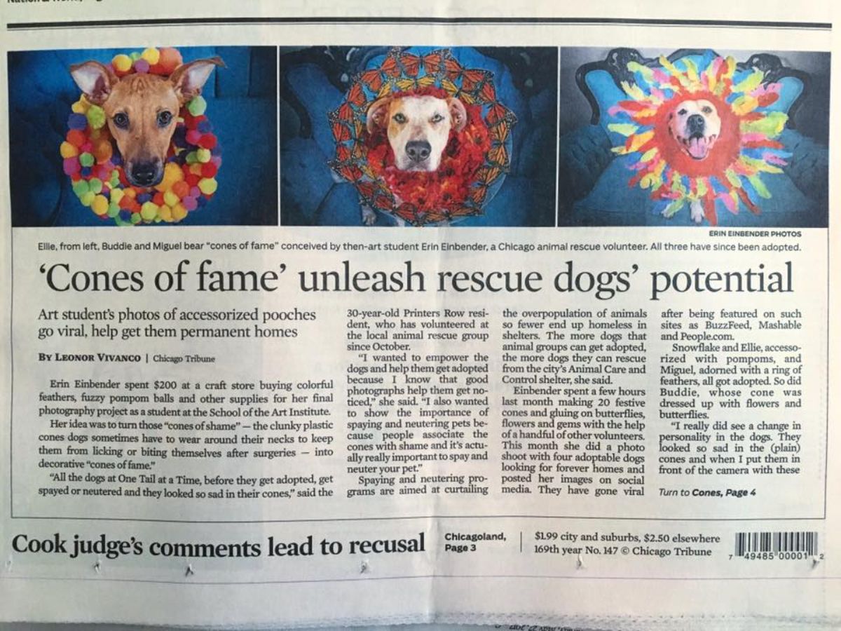 newspaper article of about the cone of fame project with 3 photos of dogs in cones