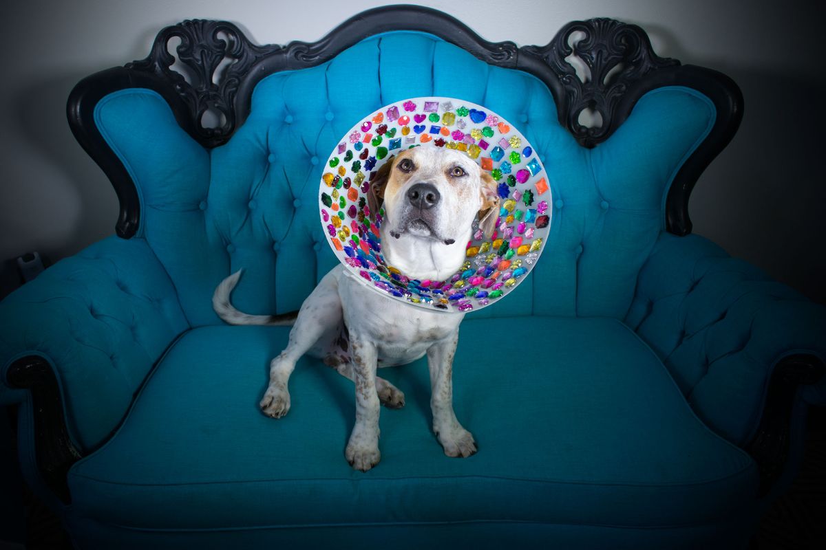 brown and white pitbull sitting on blue and black chair wearing elizabethan cone with colourful jewels stuck to the inside